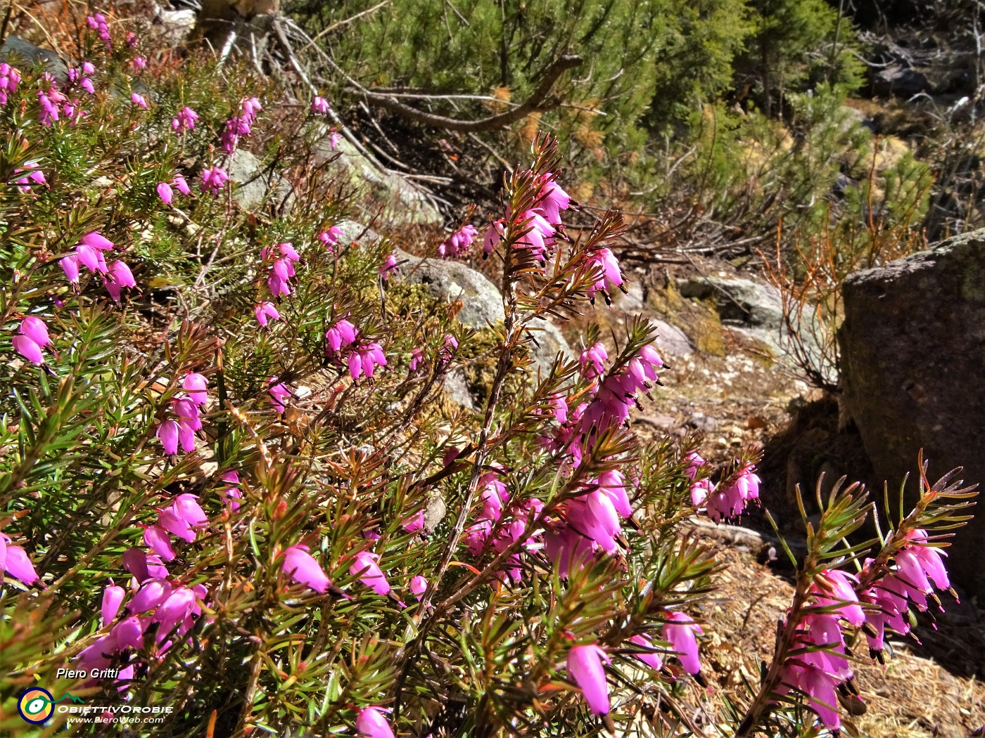 16 Erica in fiorirura.JPG